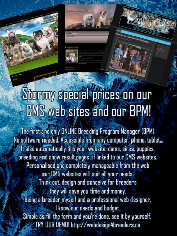 webdesign-stormy-special-prices